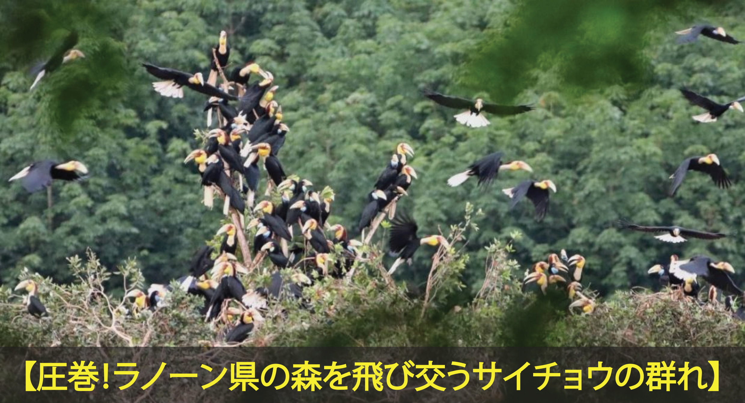 ラノーン県の森でサイチョウが飛び交い、大きな群れをなしている写真を公開しました。